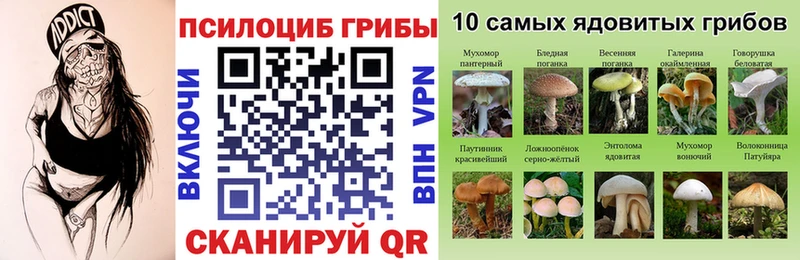 Купить закладки  Карачаевск  Псилоцибиновые грибы Psilocybe 